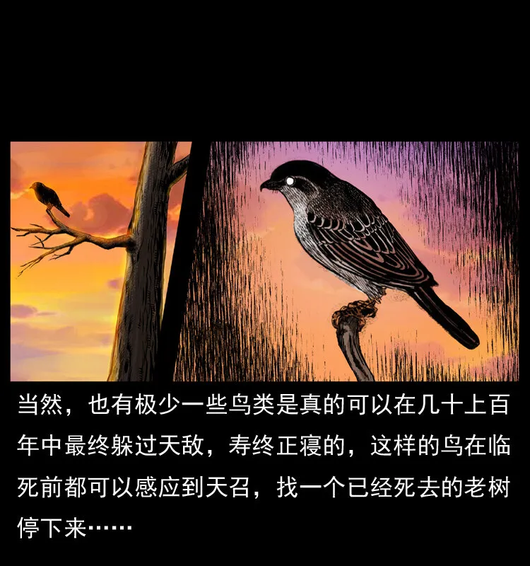 036 百雀丹（上） 第8页