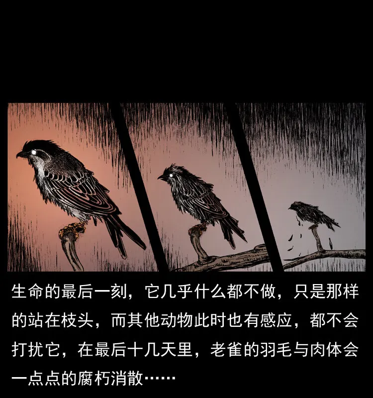036 百雀丹（上） 第9页