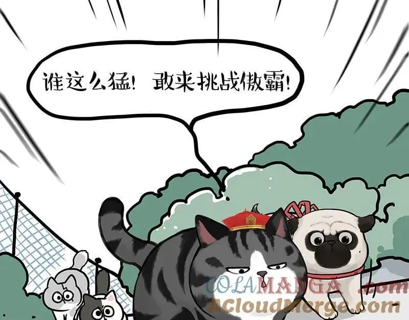 第442话 逆风的挑战 第13页