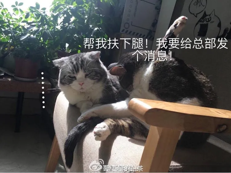 第28话 与喵星失去联系的吾皇 第20页