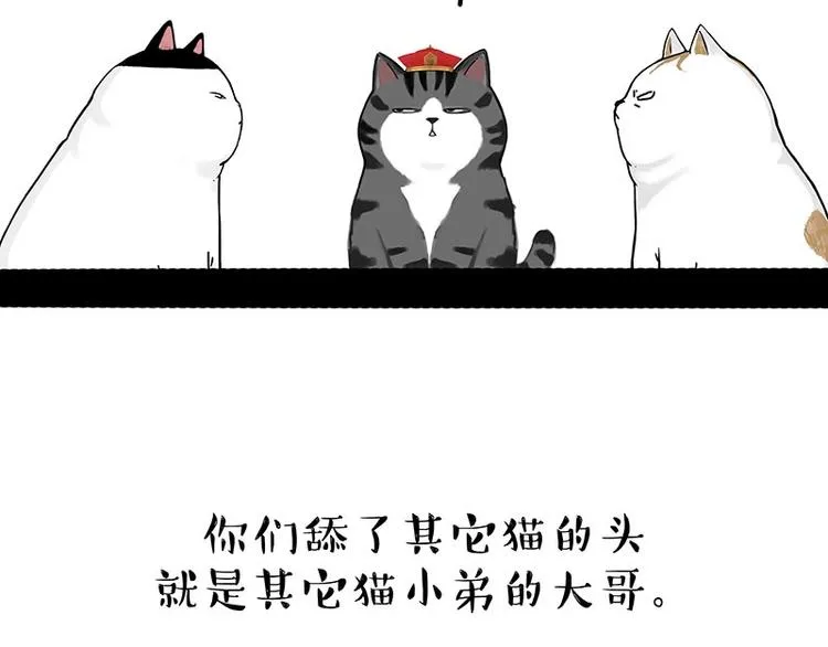 第167话 猫王争霸赛 第48页