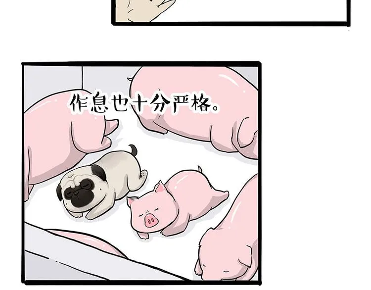 第247话 巴扎猪 第41页