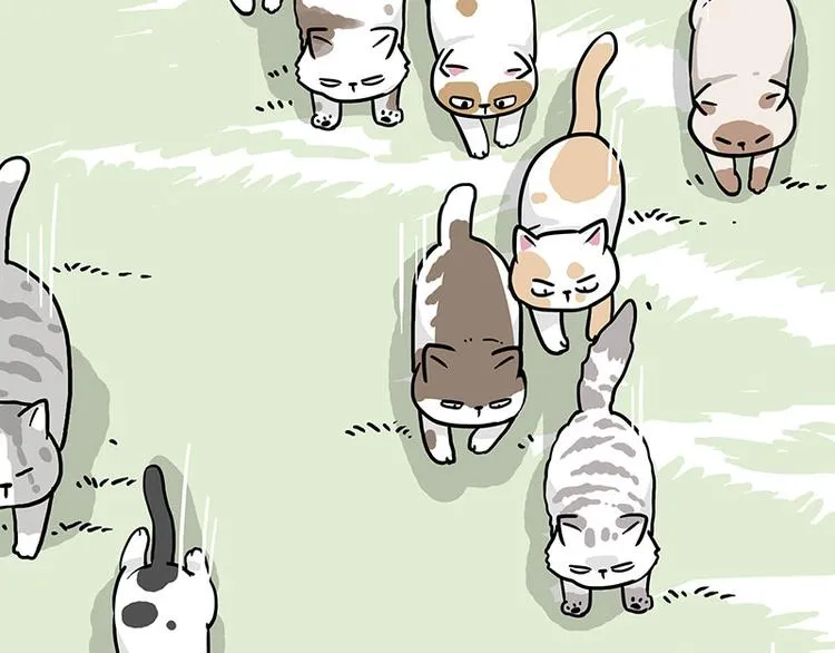 第271话 进击的流浪猫！ 第21页