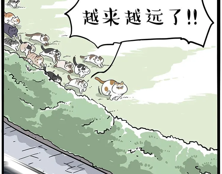 第271话 进击的流浪猫！ 第38页