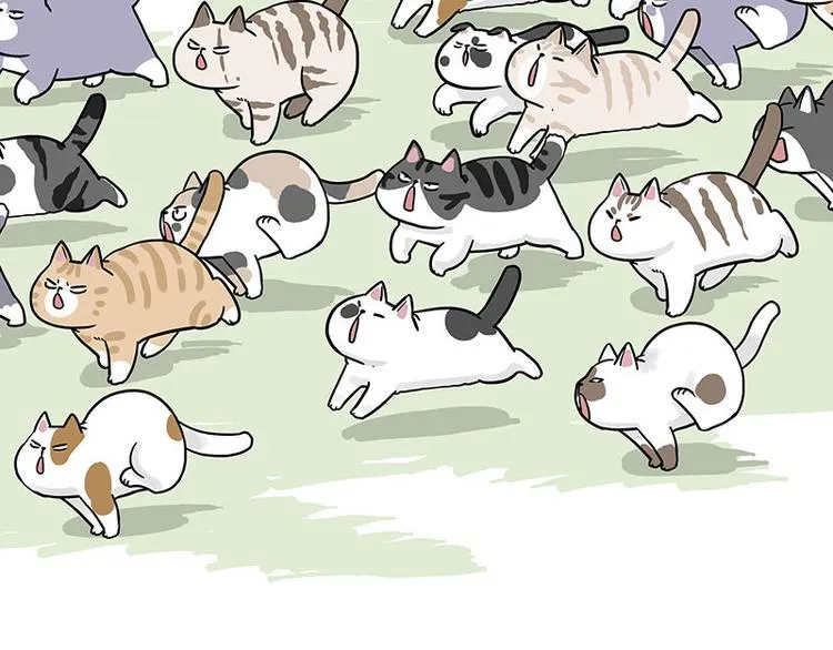 第271话 进击的流浪猫！ 第61页