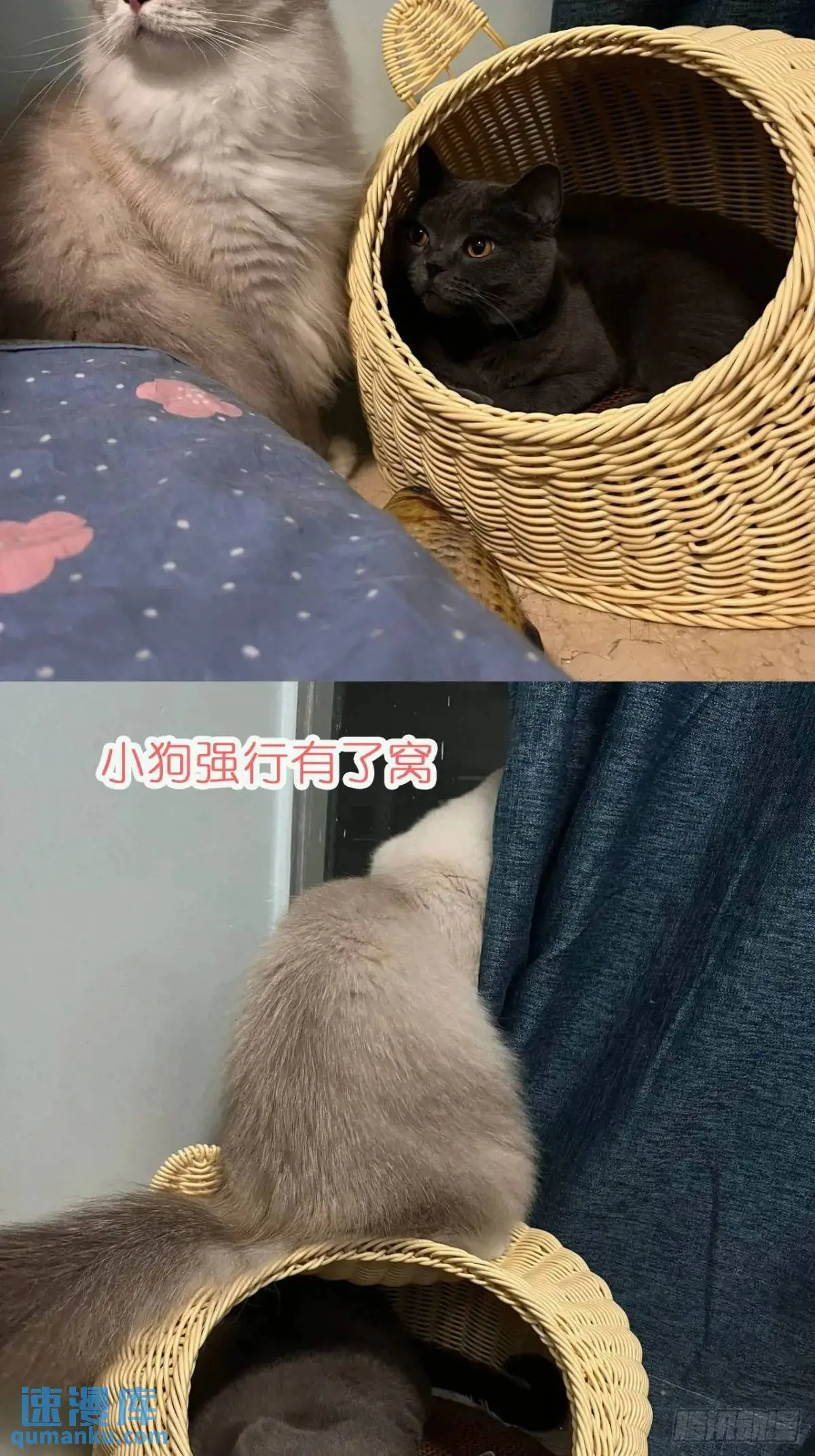 第37话防不胜防的情敌们 第57页