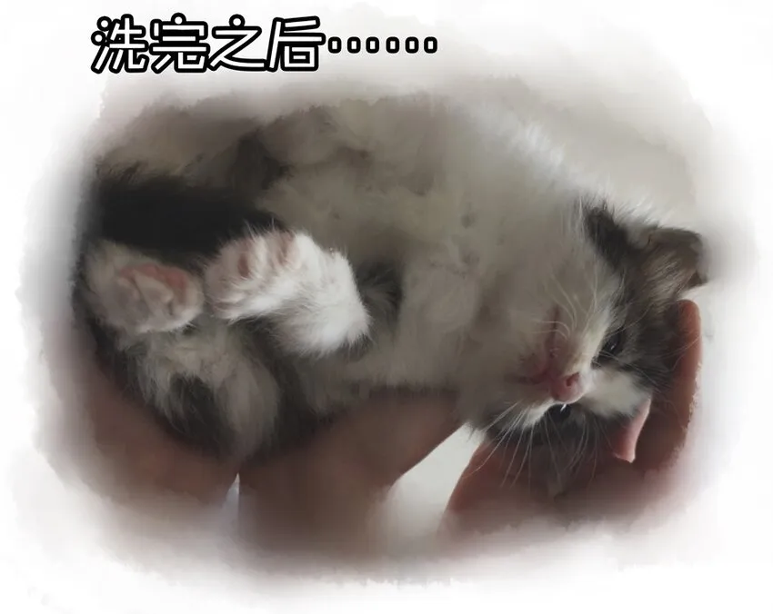 900 九百话纪念 第14页