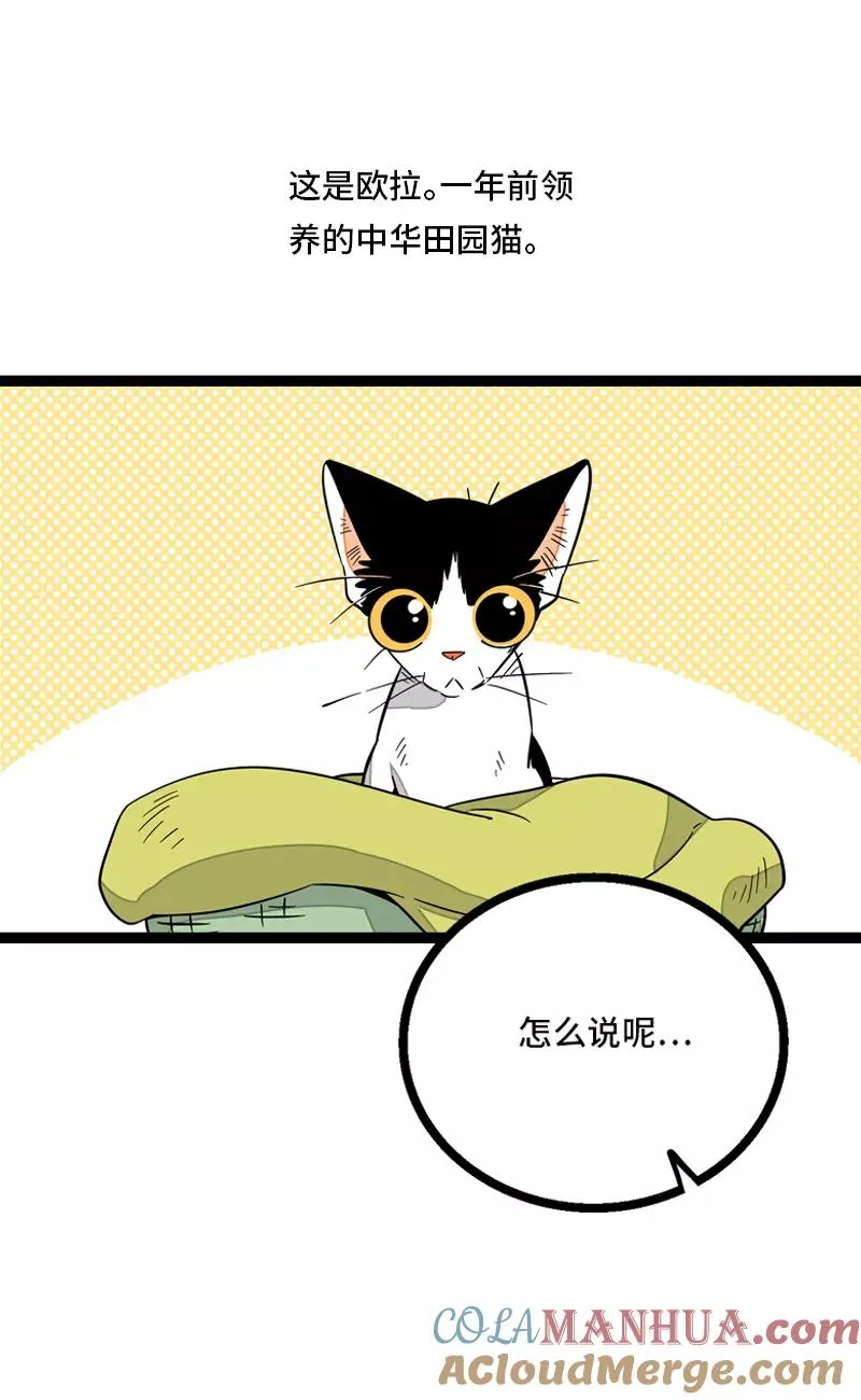第11话 一只特立独行的猫 第4页