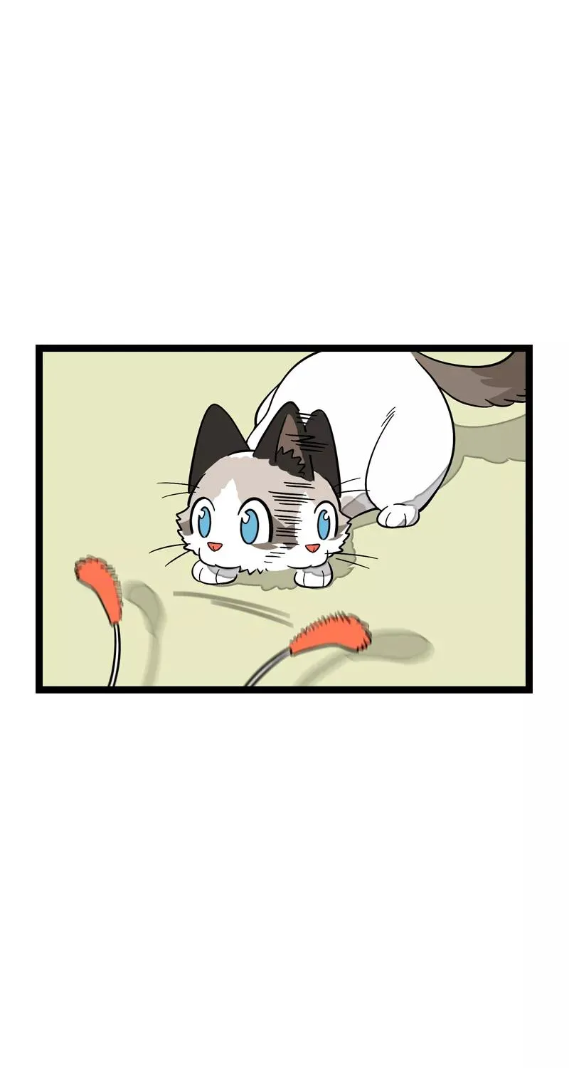 第11话 一只特立独行的猫 第8页