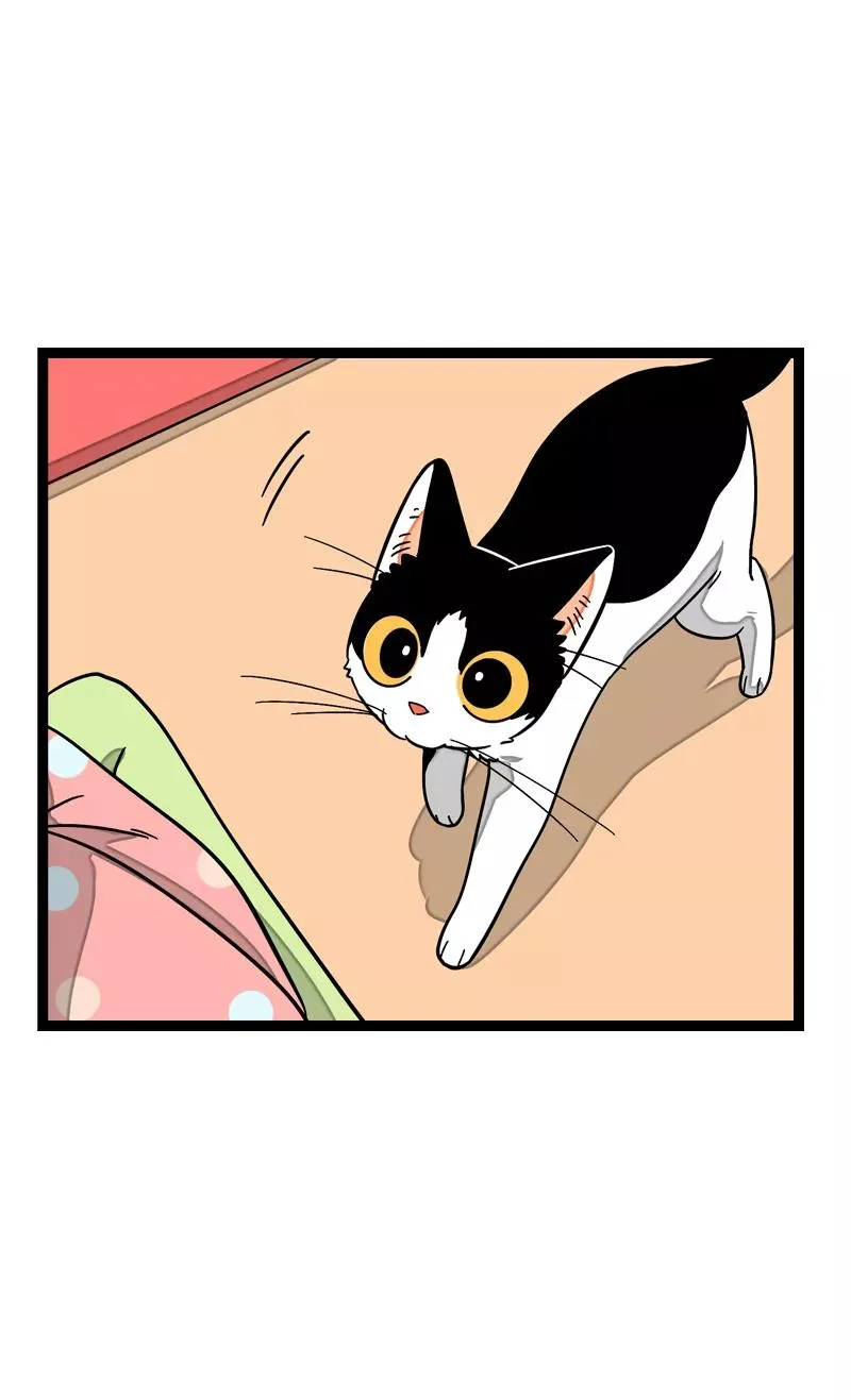 第11话 一只特立独行的猫 第15页