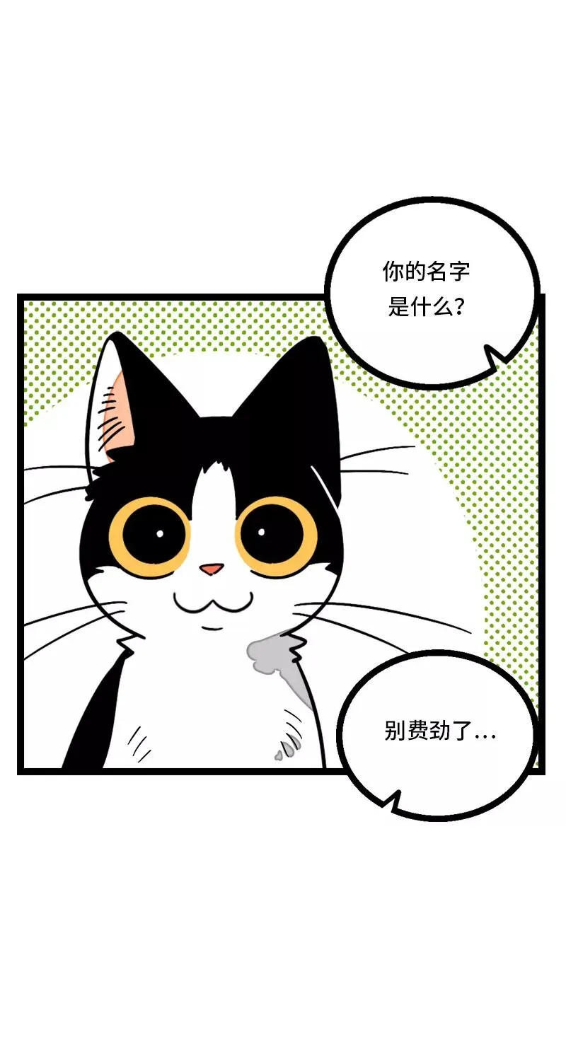 第11话 一只特立独行的猫 第24页