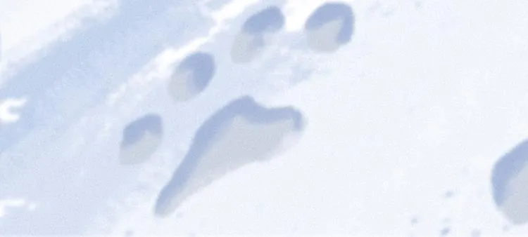 第107话 雪中脚印 第81页