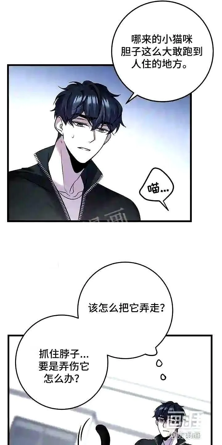 第28章:聪明的猫咪 第3页