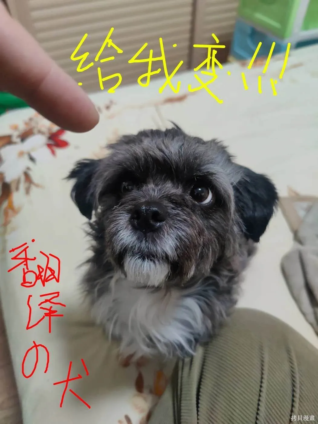 萨摩耶前篇 第13页