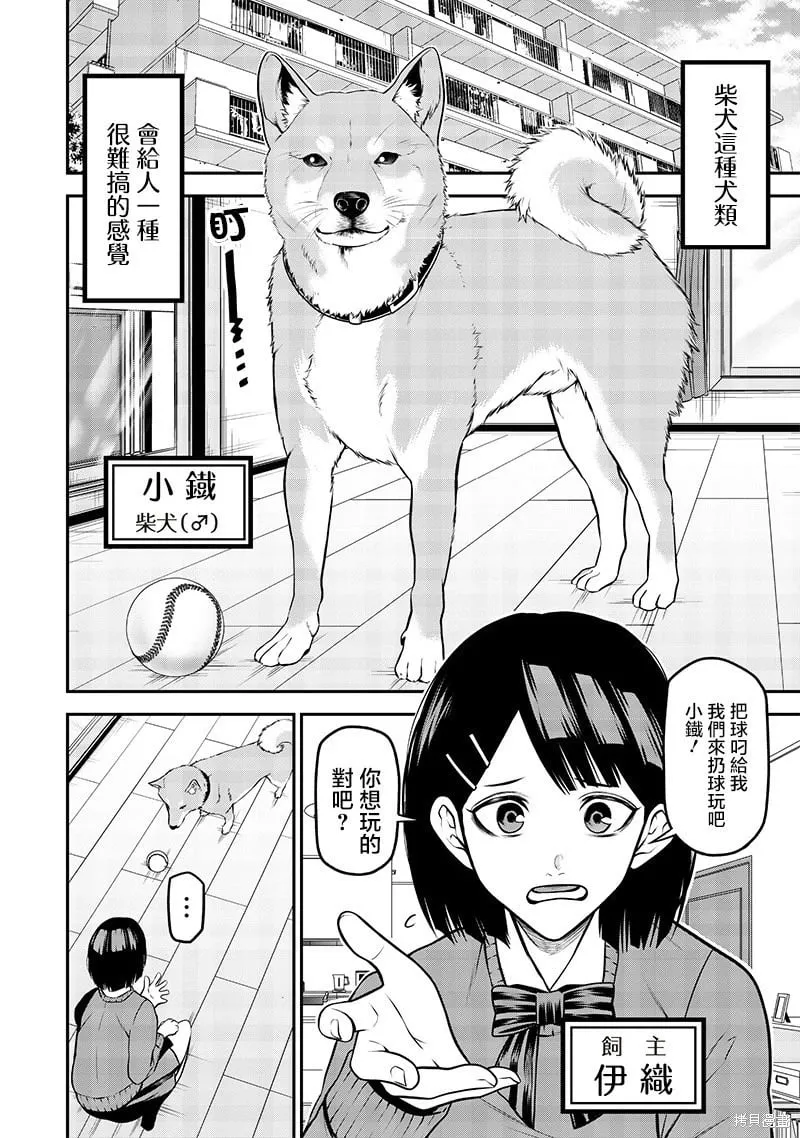 柴犬篇 第2页