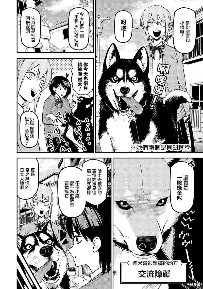 柴犬篇 第4页