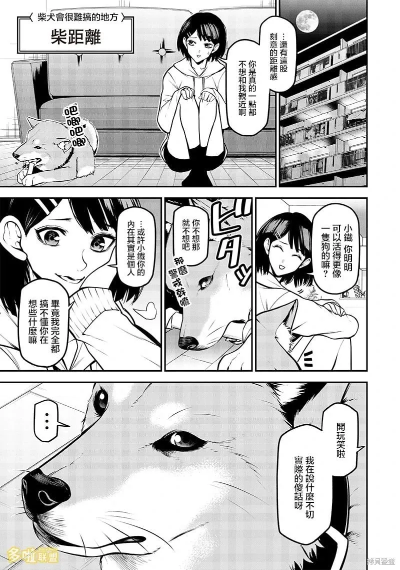 柴犬篇 第5页
