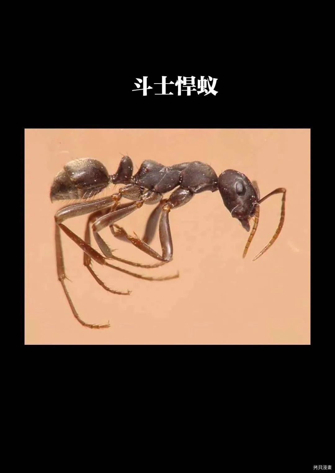 第15话 第29页