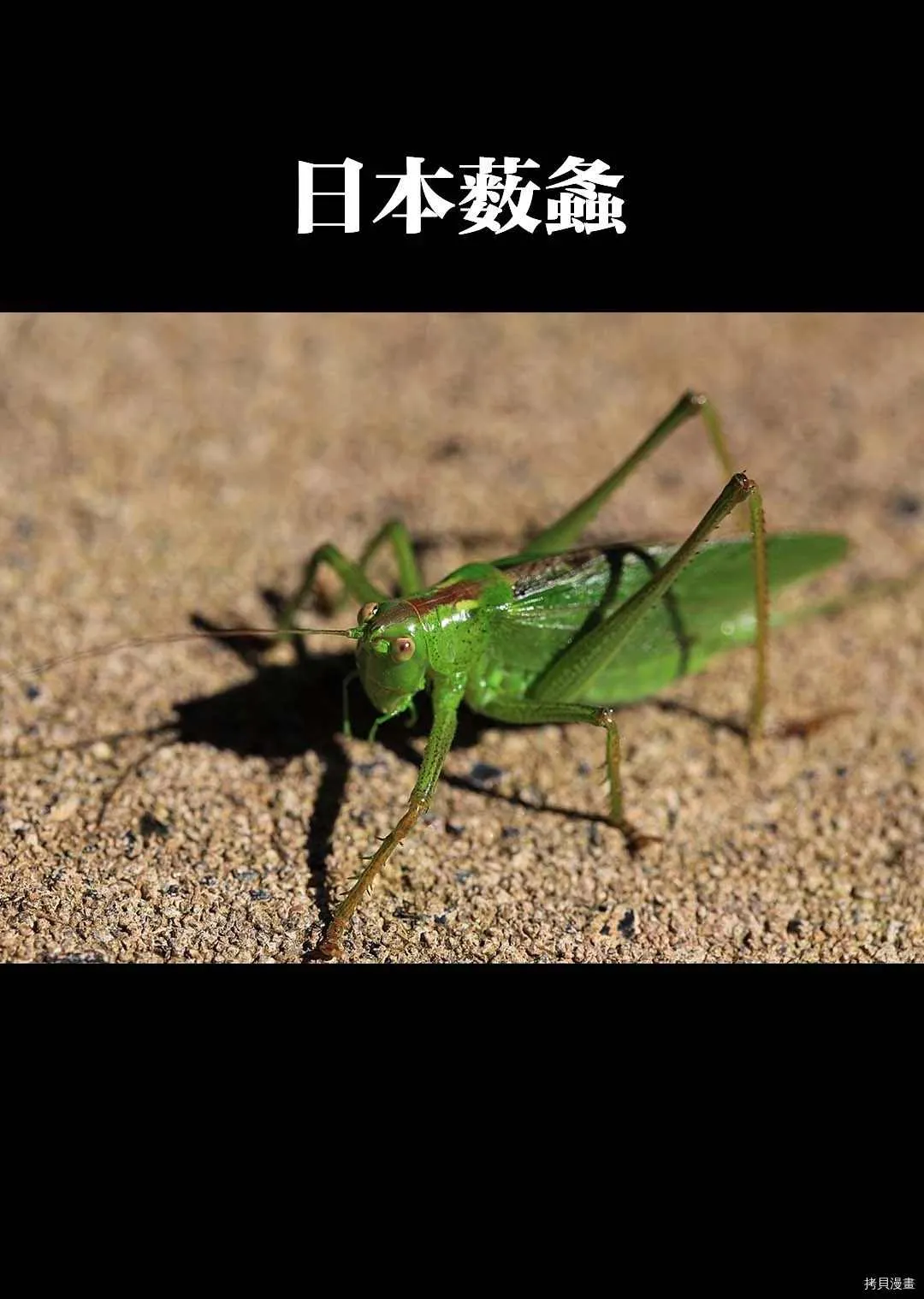 第14话 第29页
