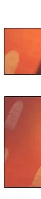 21 第146页