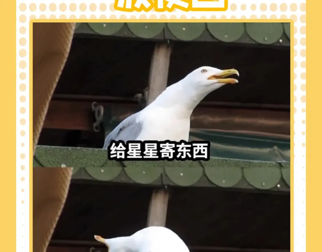 第38期 特别企划：一波梗图来袭！ 第3页