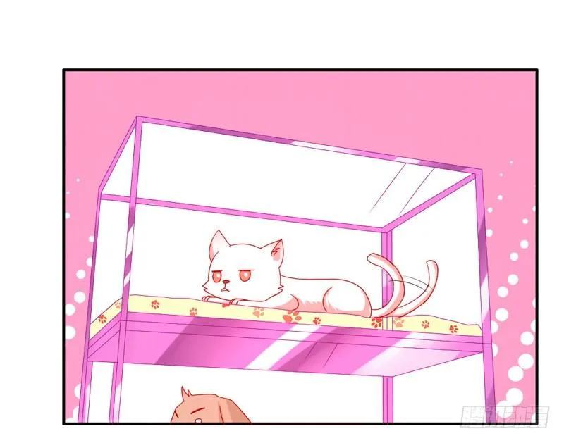 十个橘猫九个胖 第1页