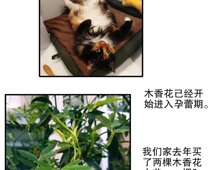 第80回 不同于凡间的恋爱 第71页