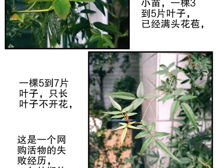 第80回 不同于凡间的恋爱 第72页