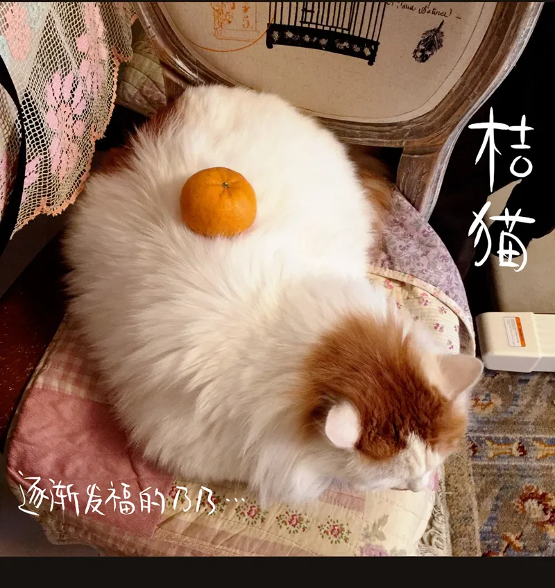 荒村直播（4） 第29页