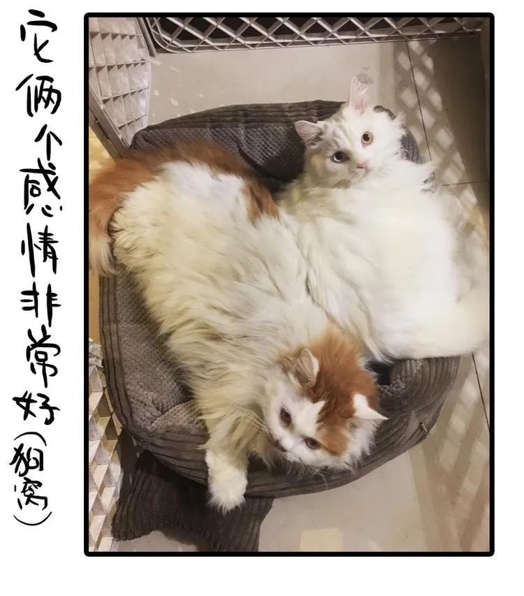 番外 作者日记（二） 第7页