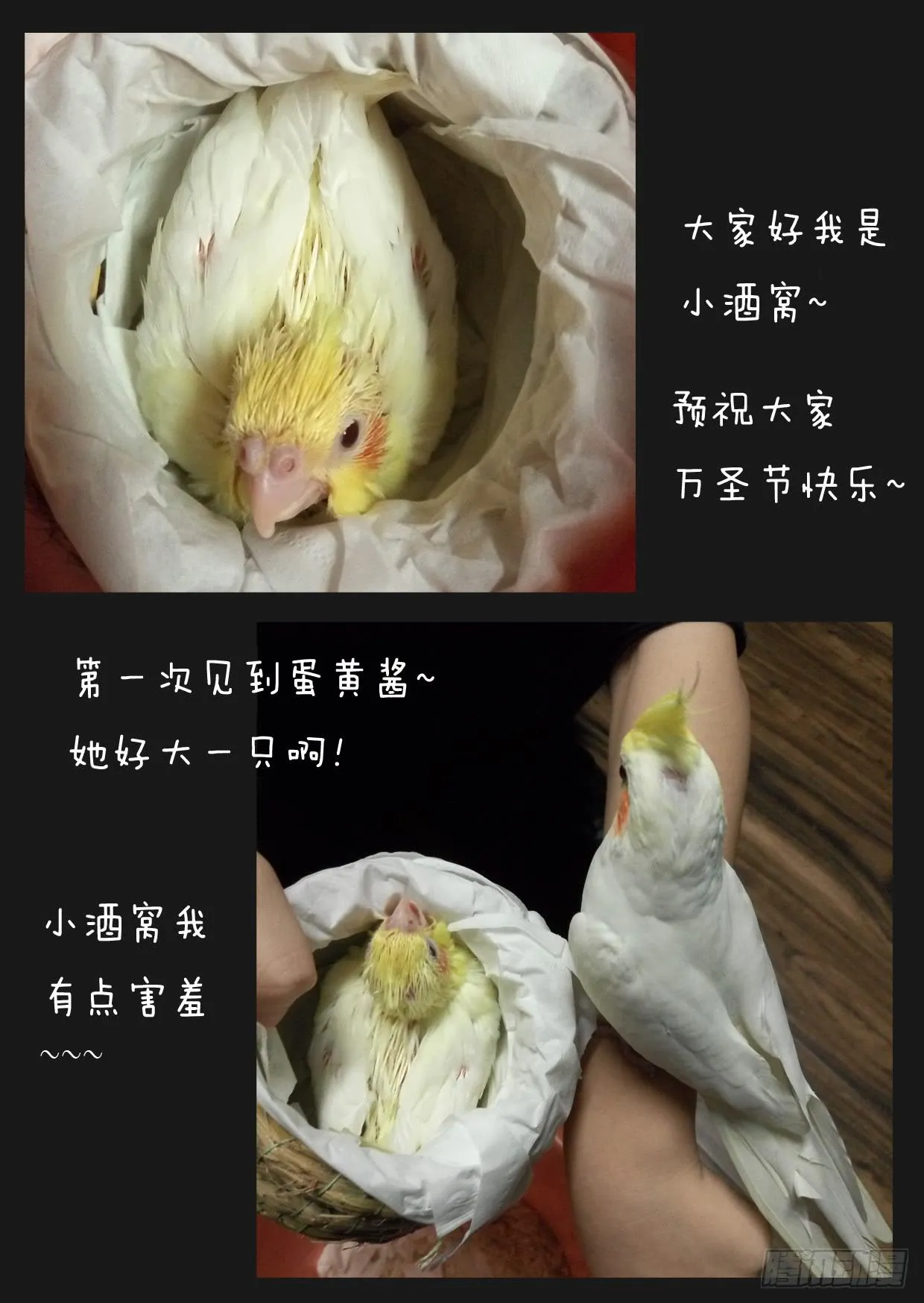 第四十三话 第11页