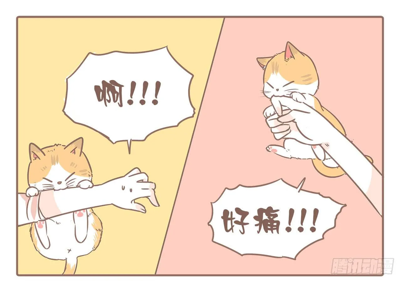 领养了一只猫，叫督尼 第1页