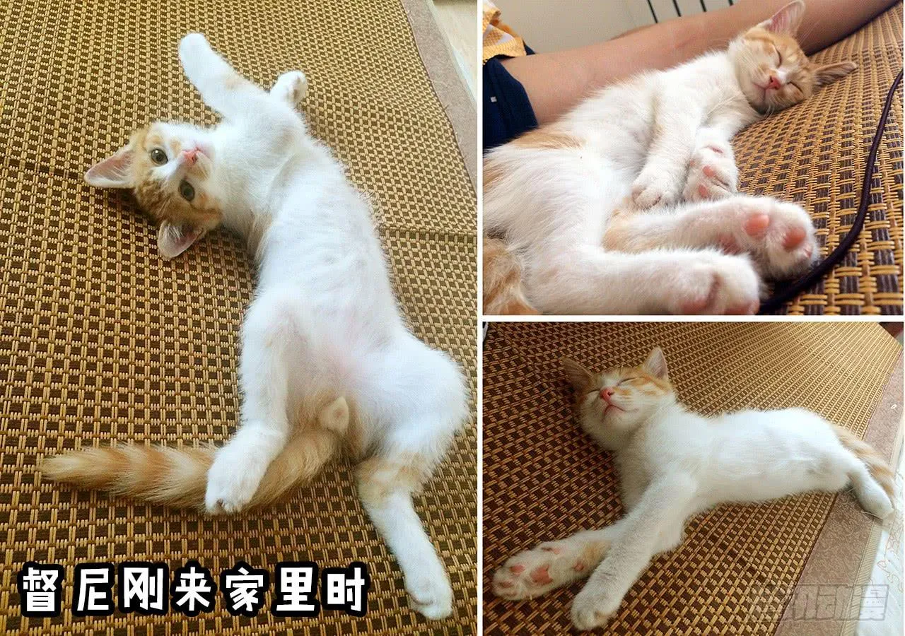 领养了一只猫，叫督尼 第13页