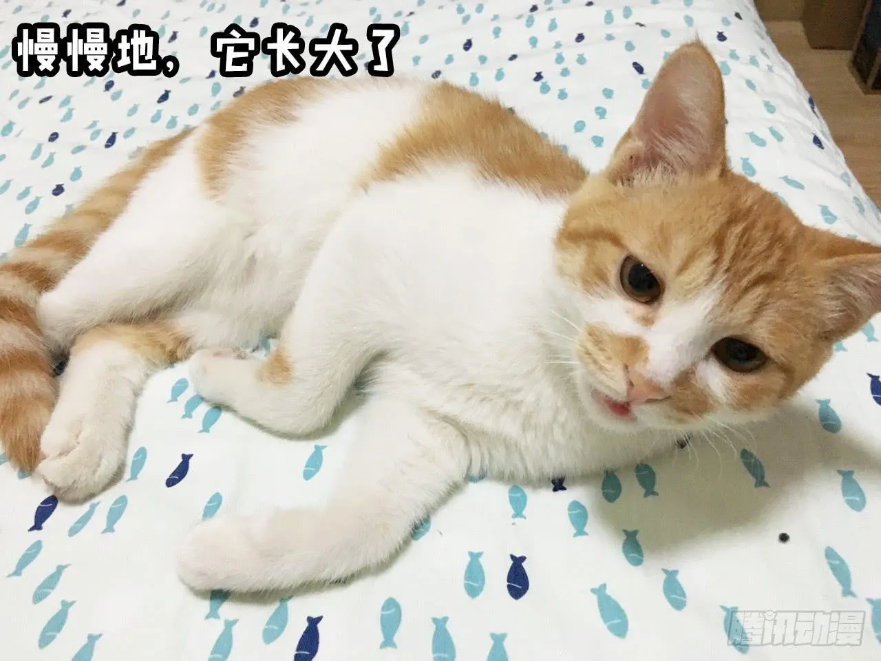 领养了一只猫，叫督尼 第14页