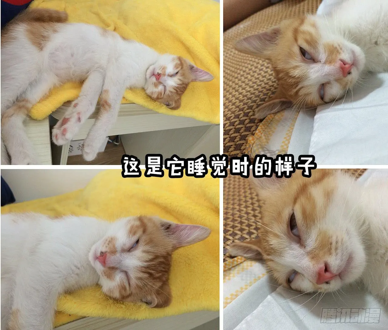 领养了一只猫，叫督尼 第15页