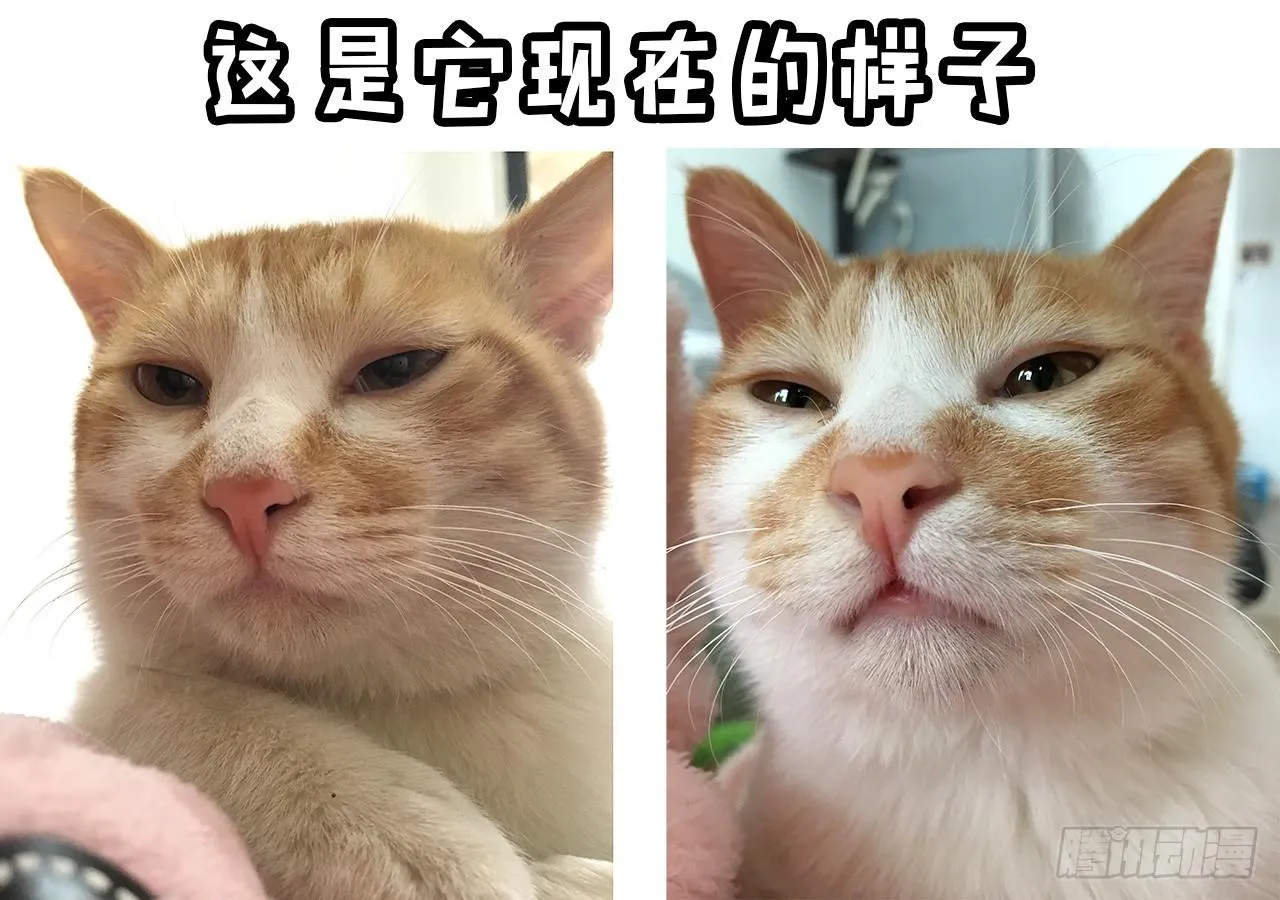 领养了一只猫，叫督尼 第16页