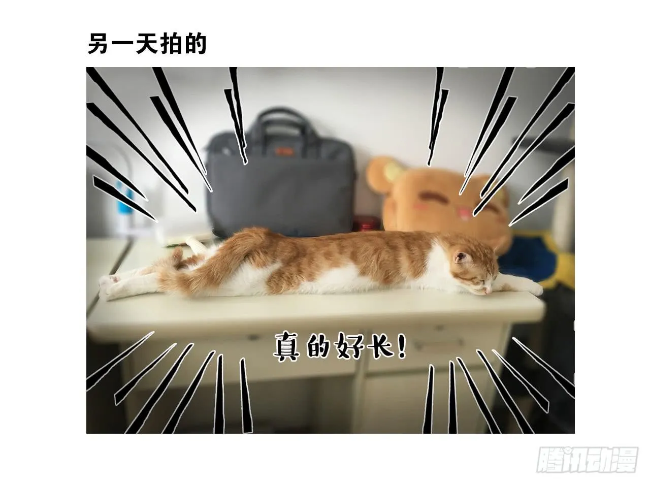 猫奴的生活 第19页