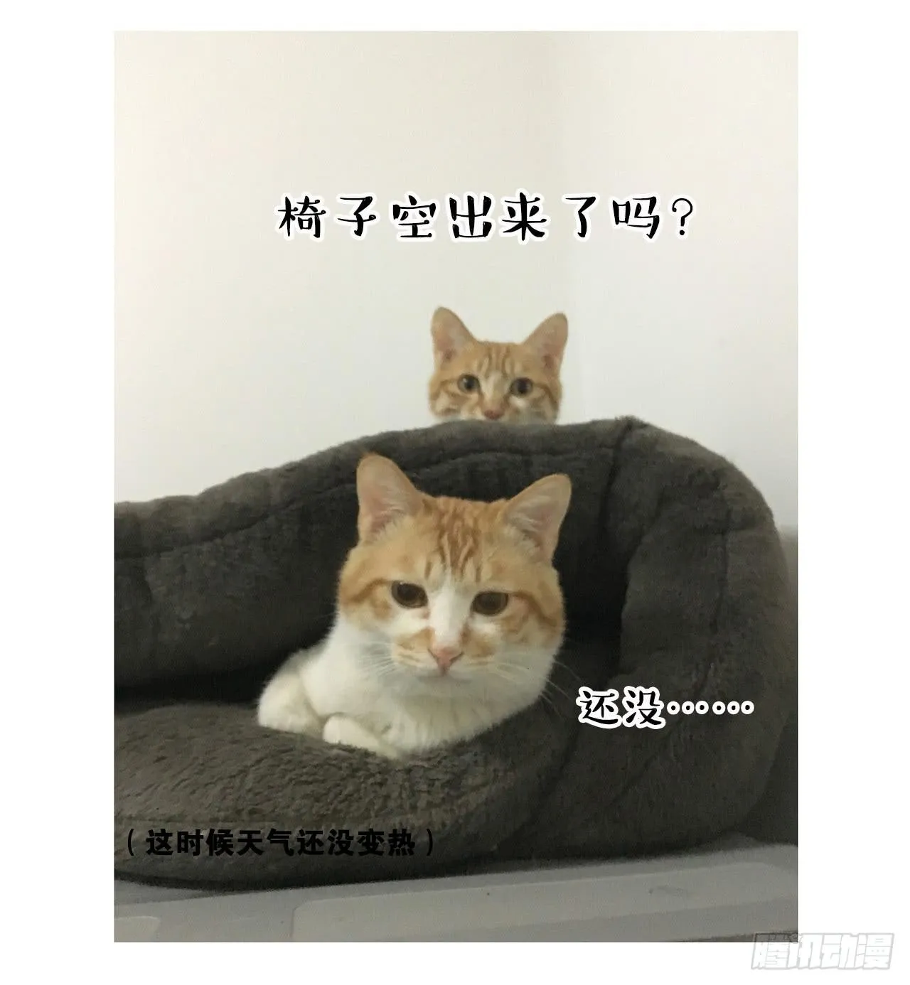 猫奴的生活 第21页