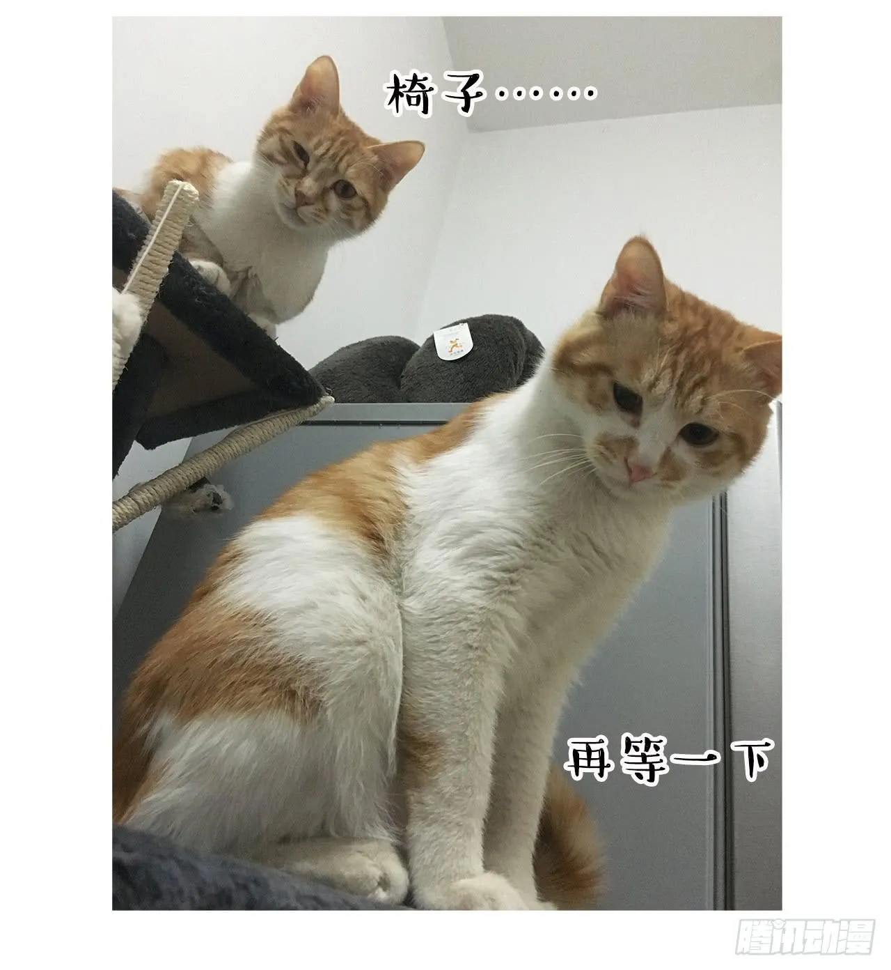 猫奴的生活 第22页