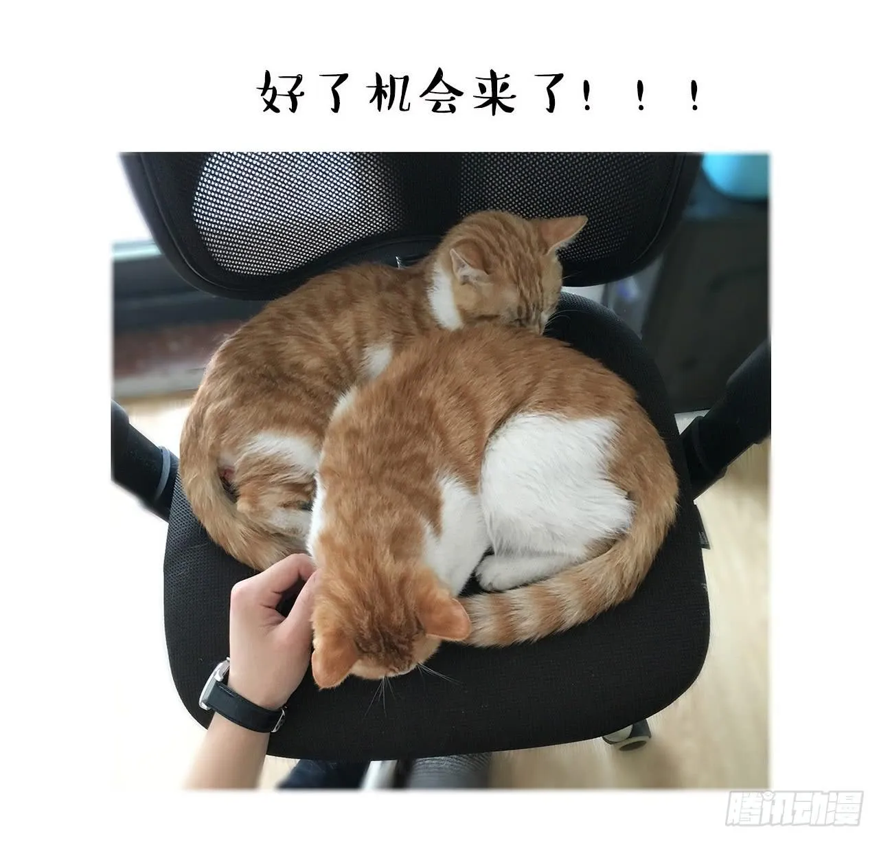猫奴的生活 第23页