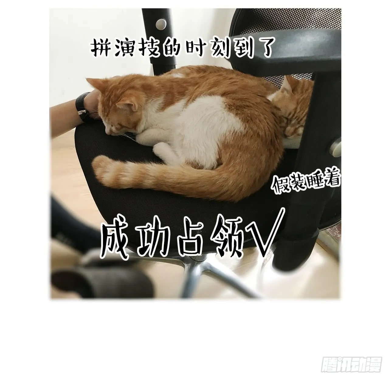 猫奴的生活 第24页
