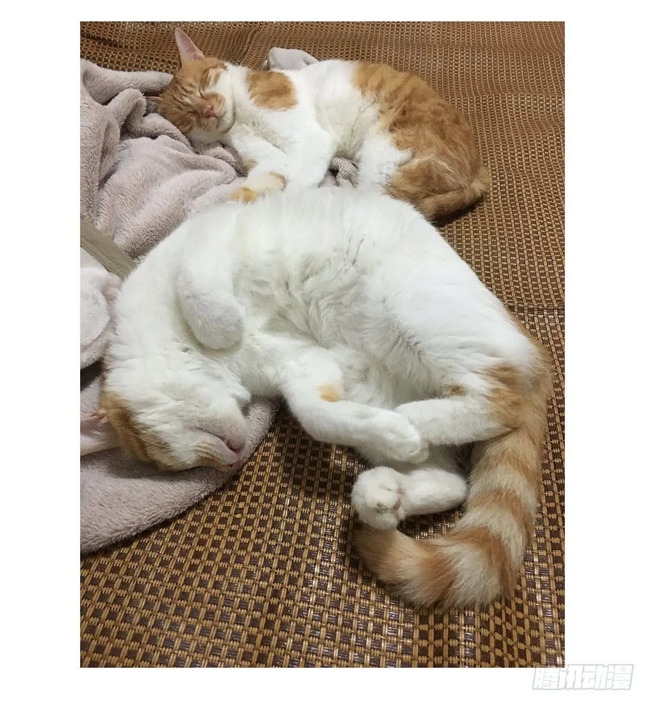 猫奴的生活 第26页
