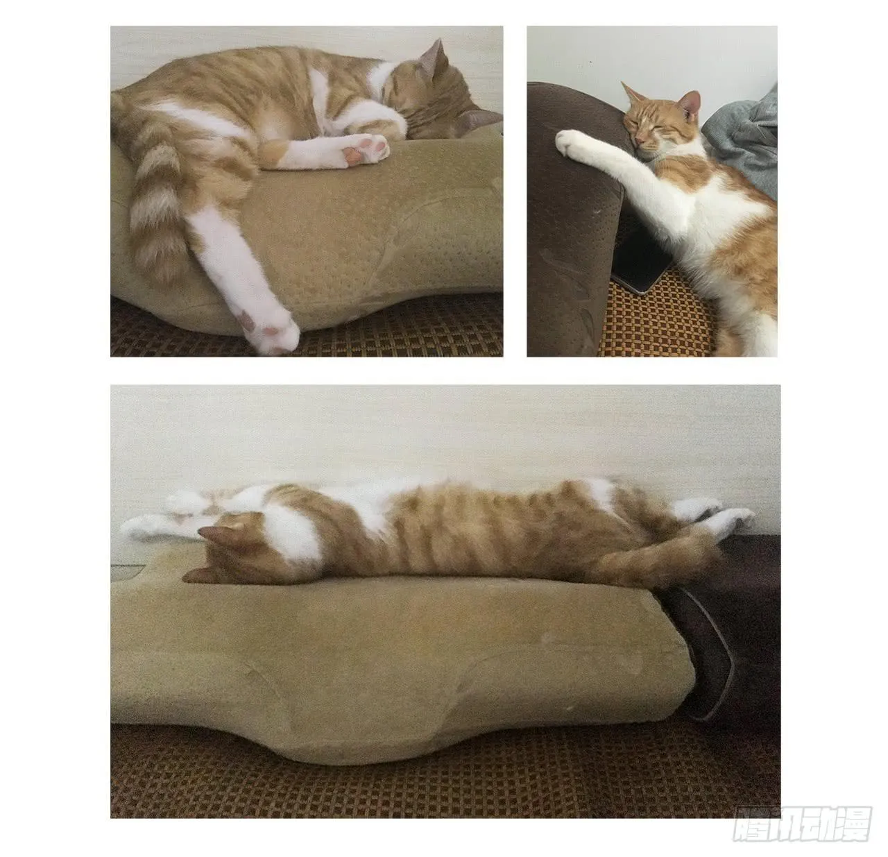 猫奴的生活 第27页