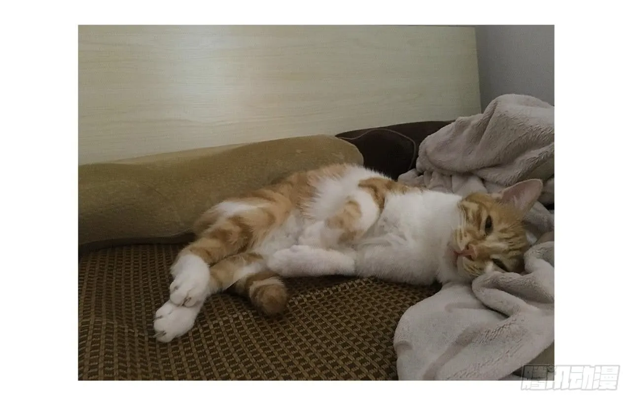 猫奴的生活 第28页