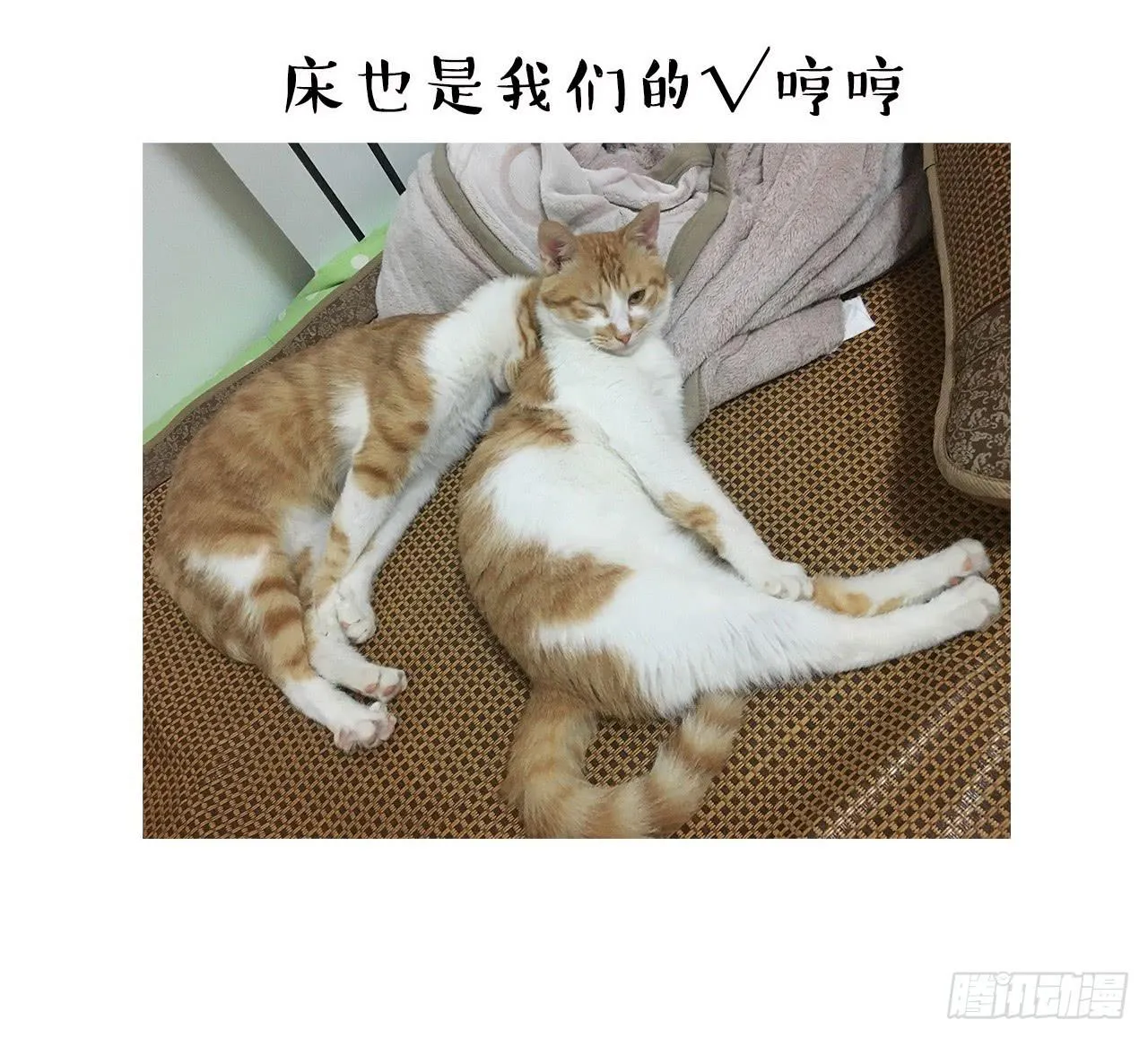 猫奴的生活 第29页