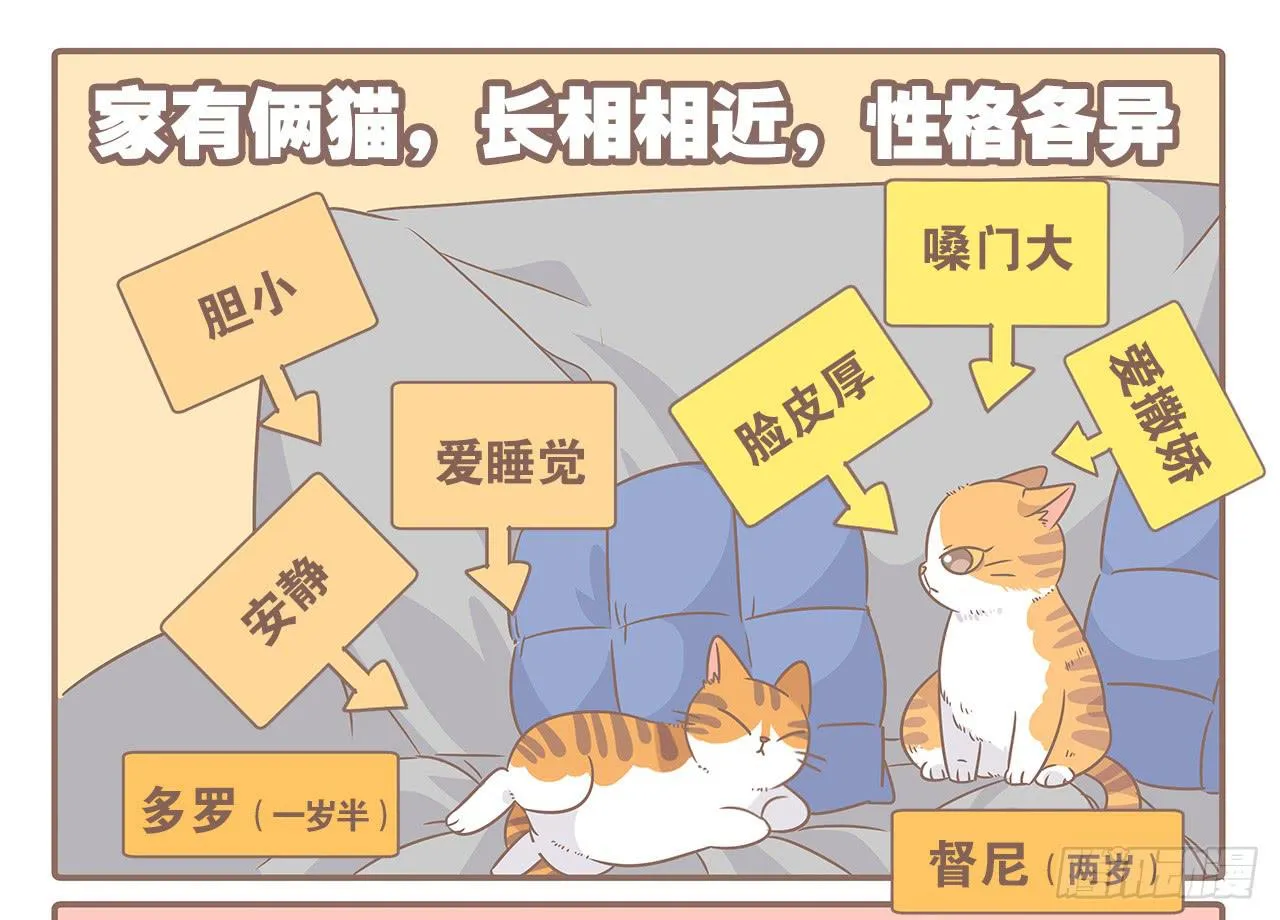 特别篇：家有俩猫 第2页