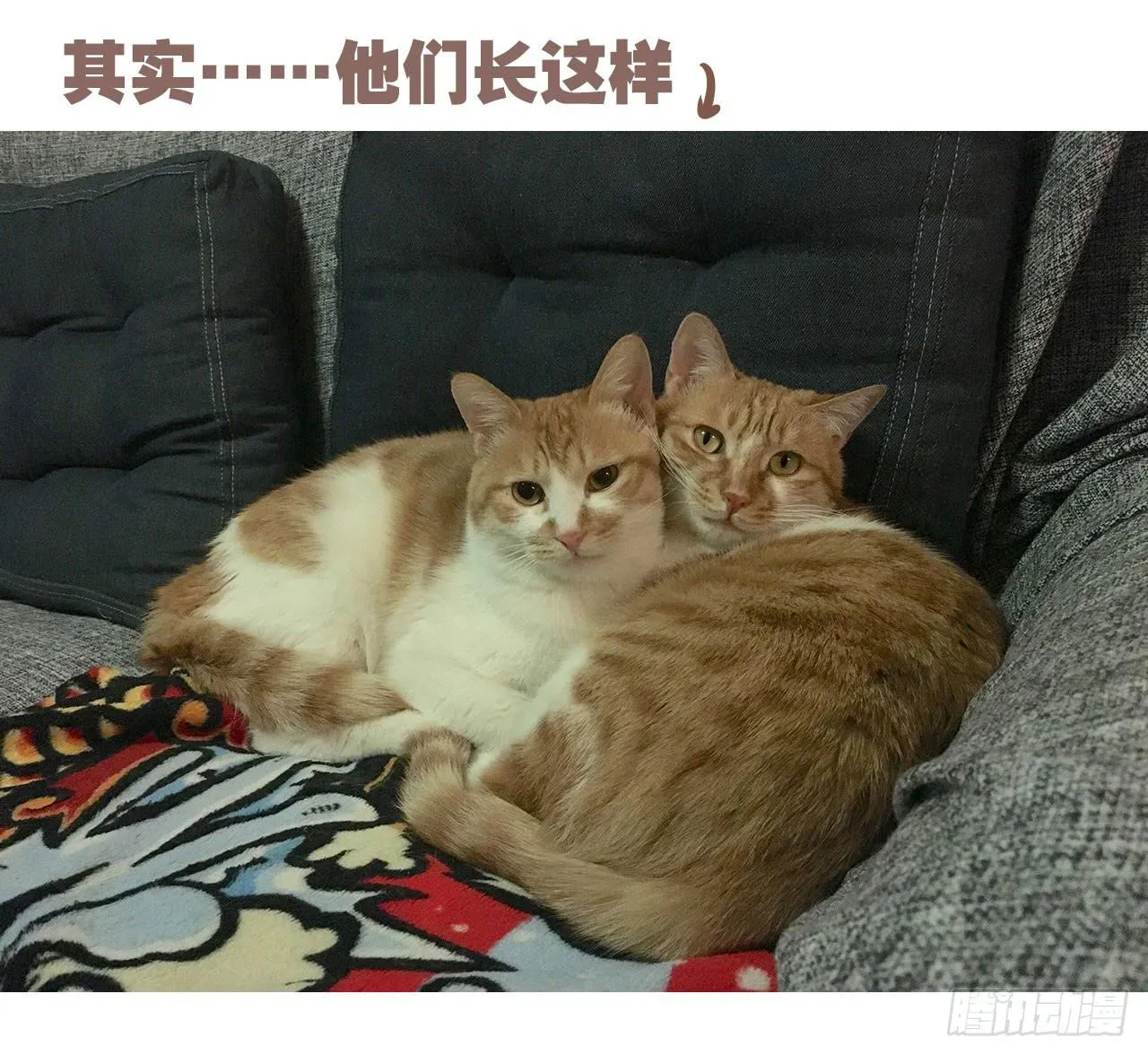 特别篇：家有俩猫 第18页