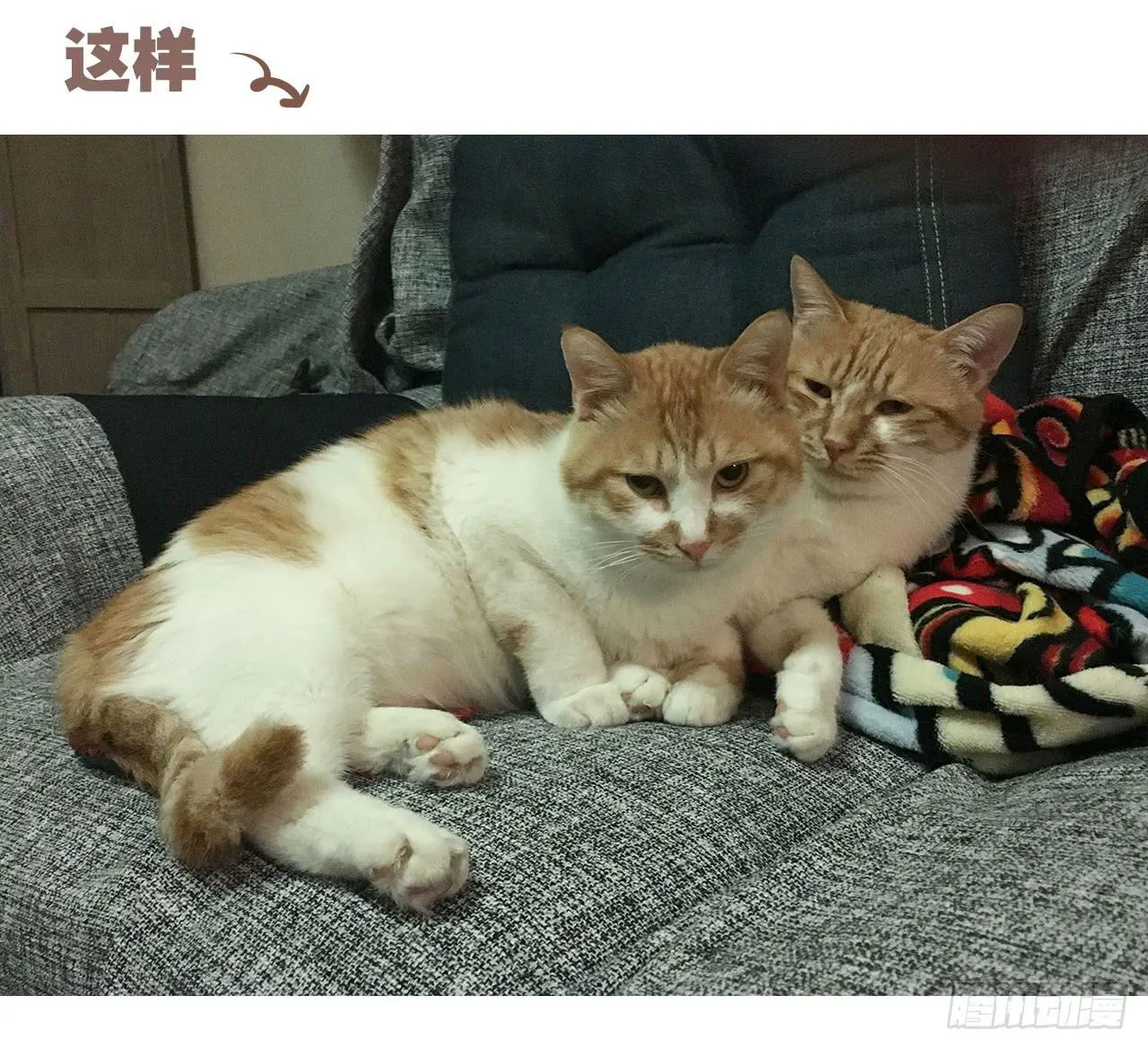 特别篇：家有俩猫 第19页