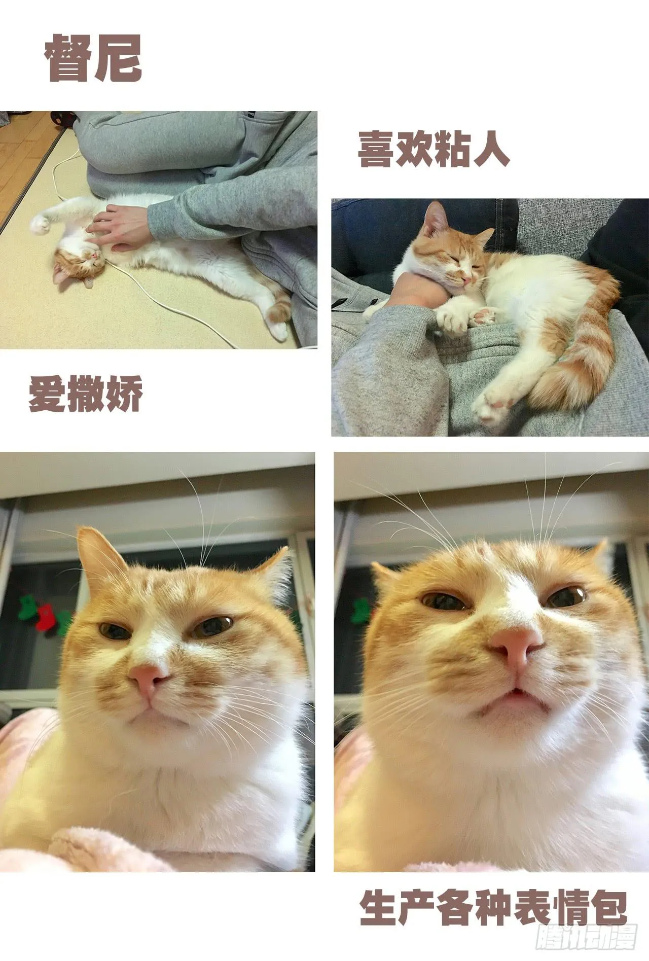 特别篇：家有俩猫 第21页