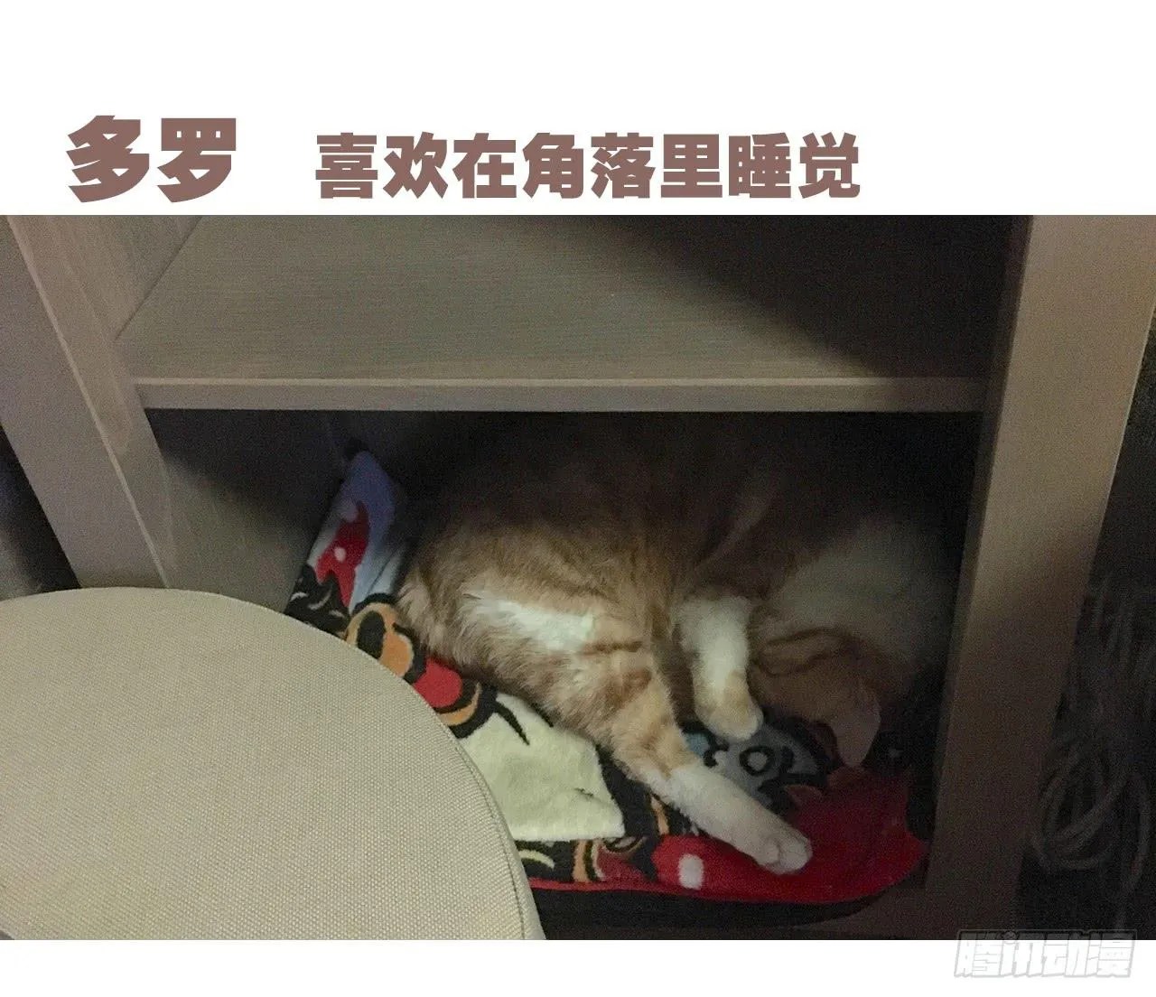 特别篇：家有俩猫 第22页